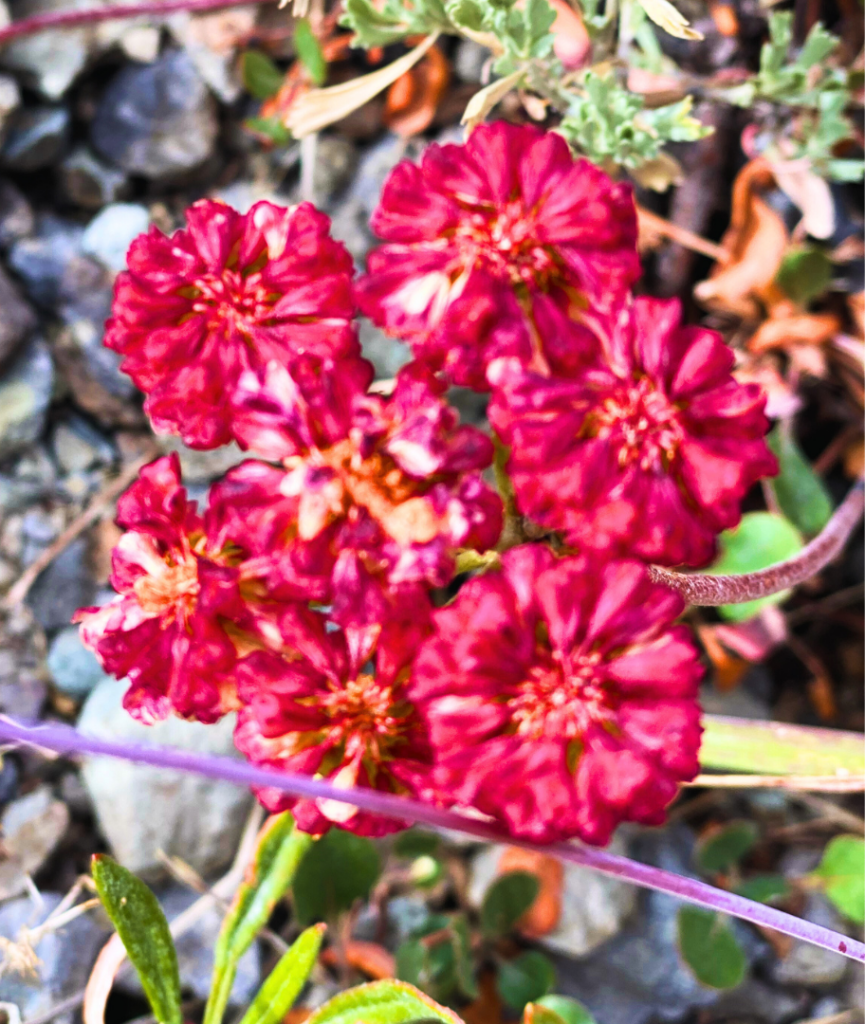 Serverless architecture Cloud computing Web development trends Scalable web solutions Cost-effective server management