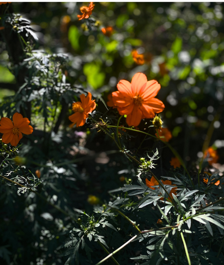 Mobile-first design Responsive websites Mobile SEO optimization User experience on mobile Web design trends